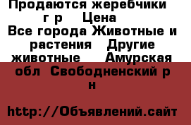 Продаются жеребчики 14,15 16 г.р  › Цена ­ 177 000 - Все города Животные и растения » Другие животные   . Амурская обл.,Свободненский р-н